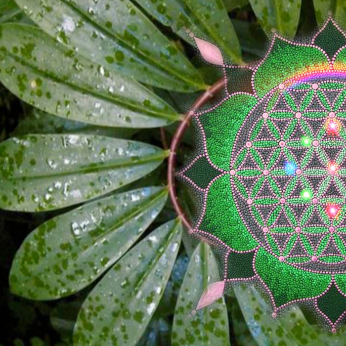 Plant Frequency Music Plant Health & Vitality Sound Energy Alchemist