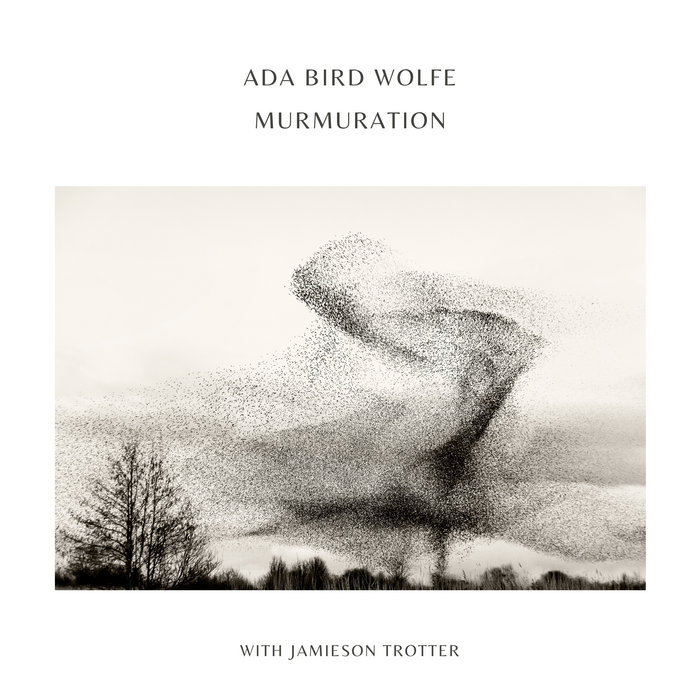 Murmuration | Ada Bird Wolfe