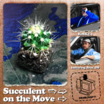 Succulent on the Move - Single