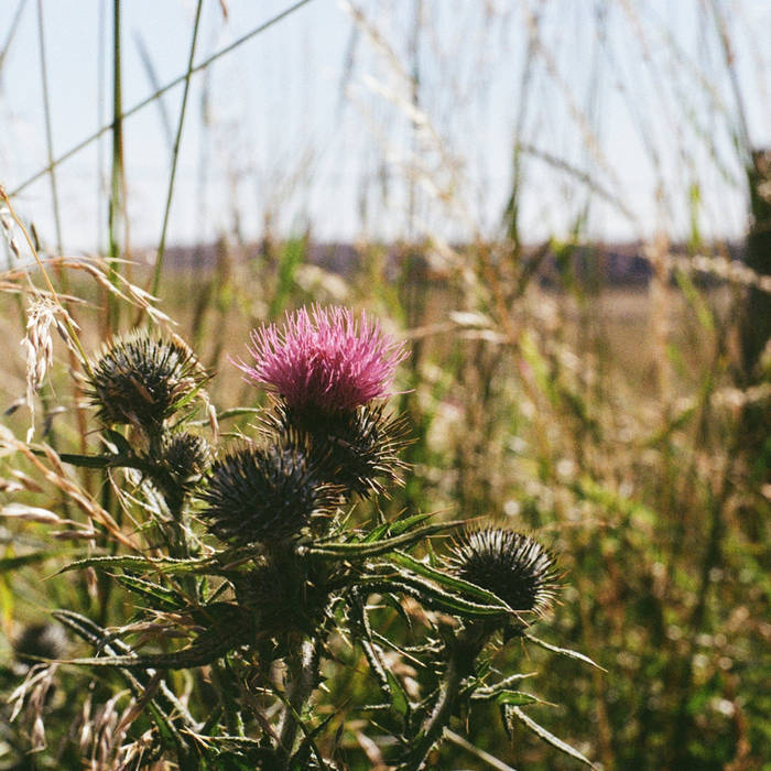 Field Recordings (from a Field) EP | Memphis Gerald