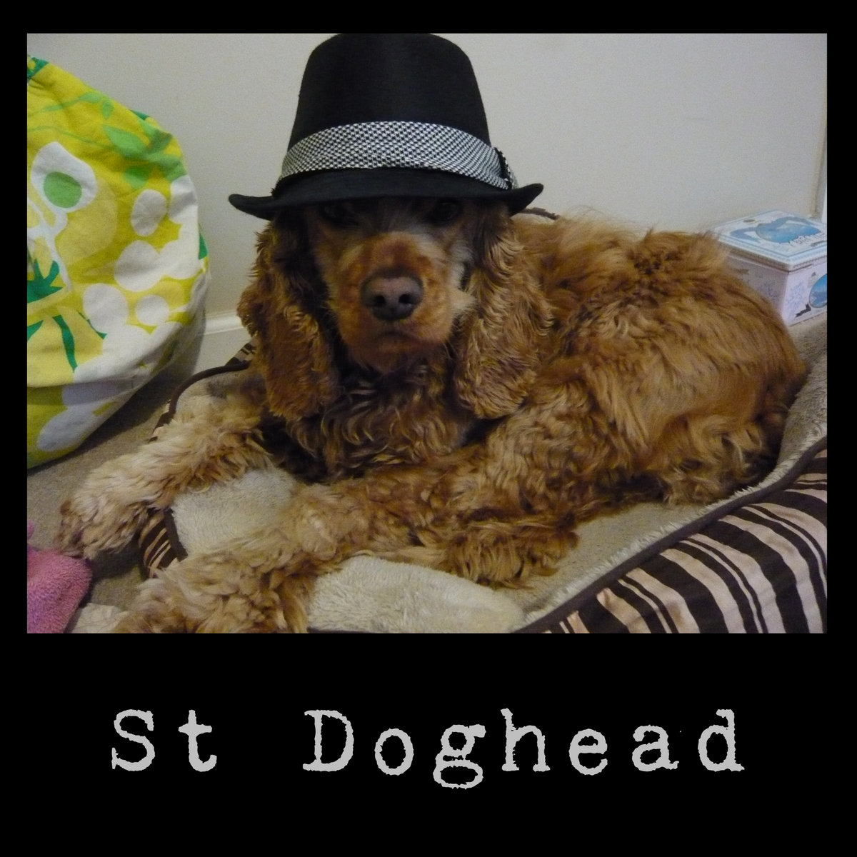 dog in fedora