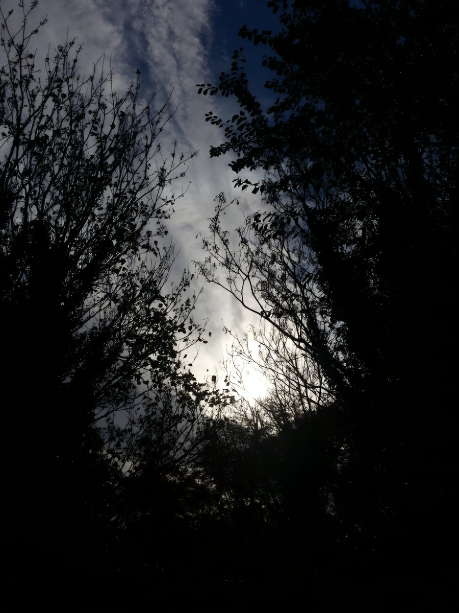 Autumnal Fog