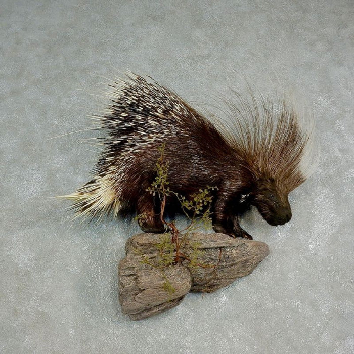 Porcupine — Photo