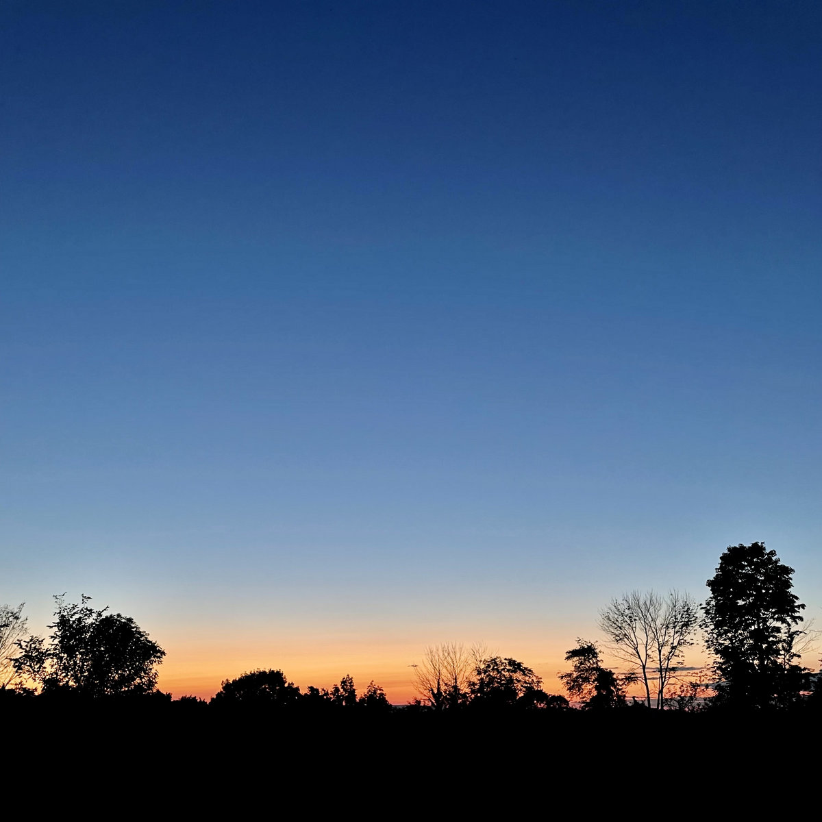 a row of trees stand sharp in silhouette against a darkening sky that fades top-down from deep blue to nearly white blue to a creamy orange