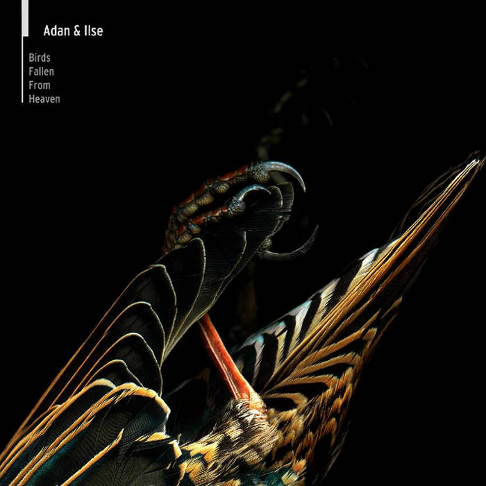 レア盤★Sparrow The Movement★Flows Of Death UPR006] birds fallen from heaven (Synth Pop) | ADAN & ILSE