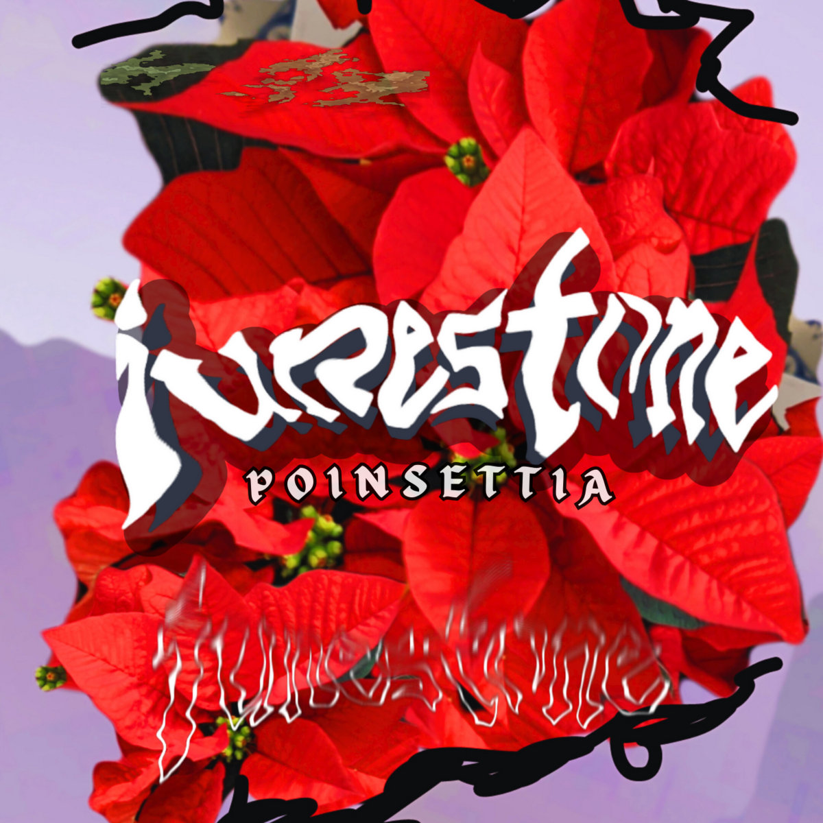 POINSETTIA