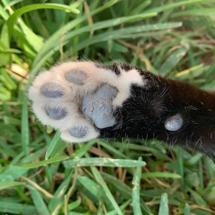 paws | Back Alley Kat