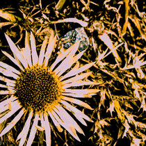 Lapse of Memory cover art