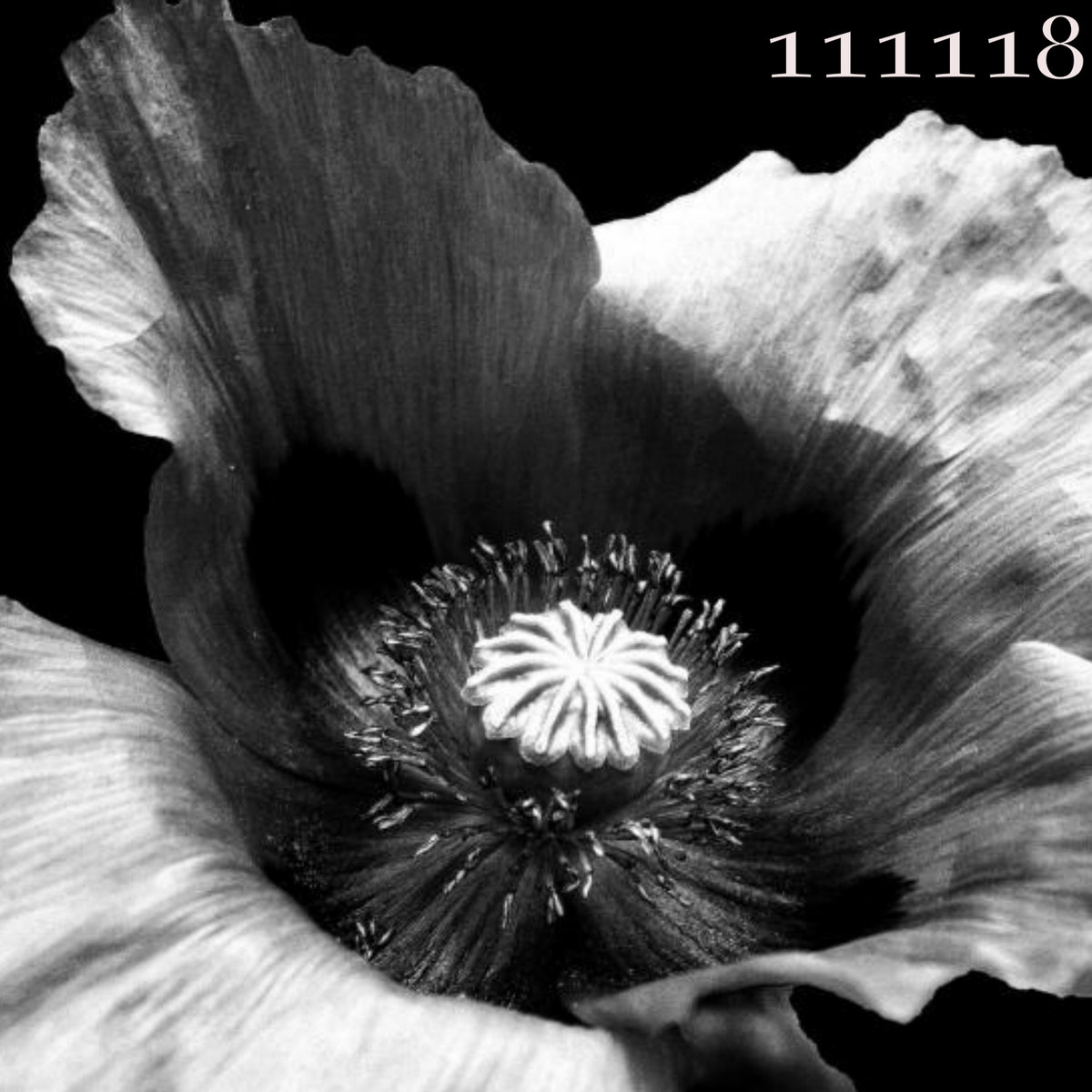 111118 cover
