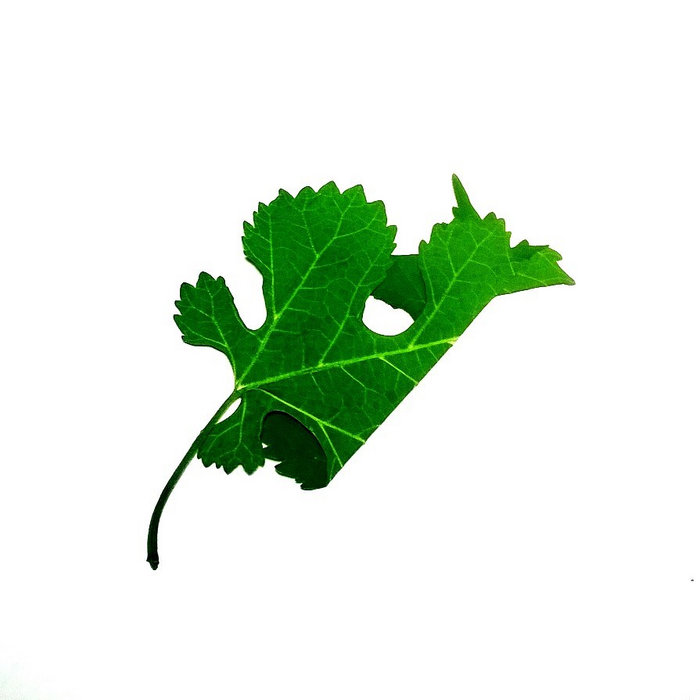 ZXCVB | Rabbit Hole Revelations