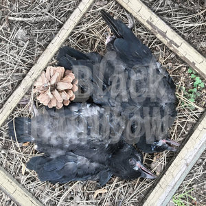 Black Rainbow cover