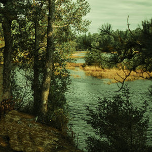 A Desert Through the Trees cover
