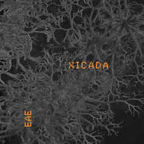 xicada - ENGAGING ANIMAL EARTH