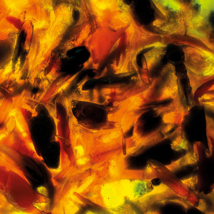 Intensities | PLAGUE RIDER | Plague Rider