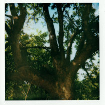Allotment Tapes #5- I Wanted The Trees (with Gail and Peter) cover art