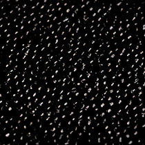 T.Williams & James Jacob — Caviar