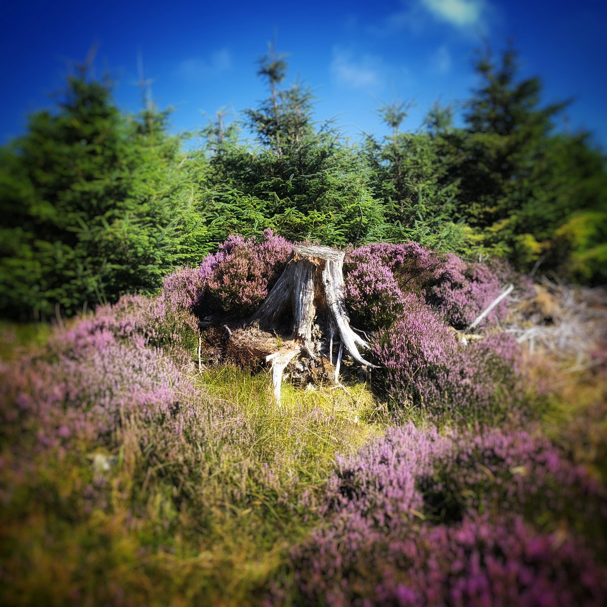 Rewilding cover