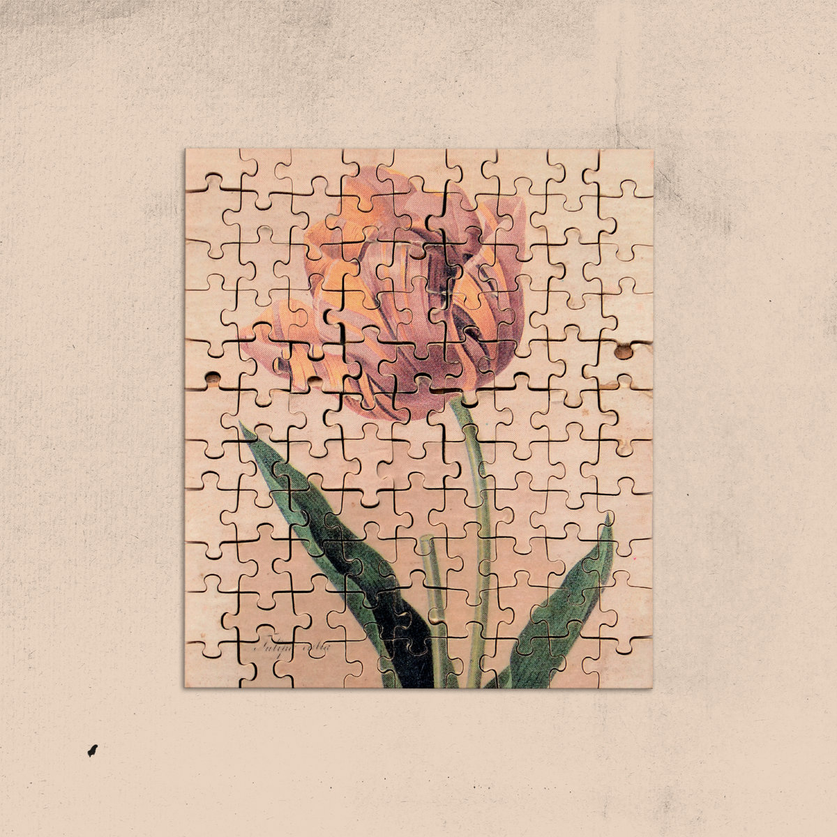 Jealousy Tulip | Other Joe