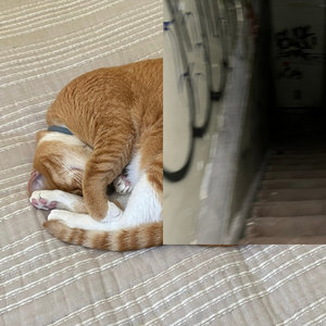 bl4ck m4rket c4rt — Today I Laid Down