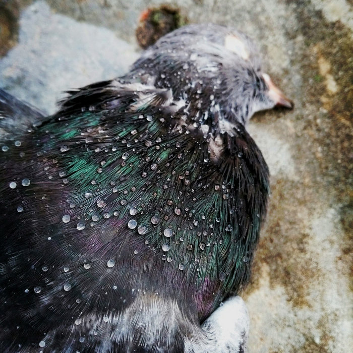 Dying Passion Inner Suffering