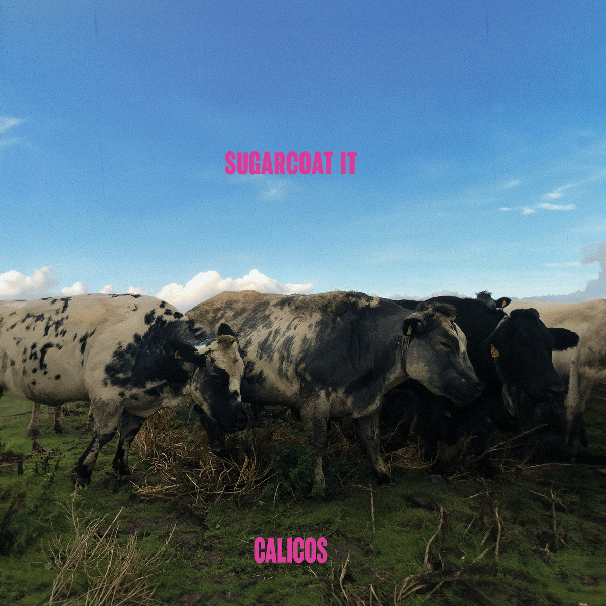 Rush Rush | Calicos