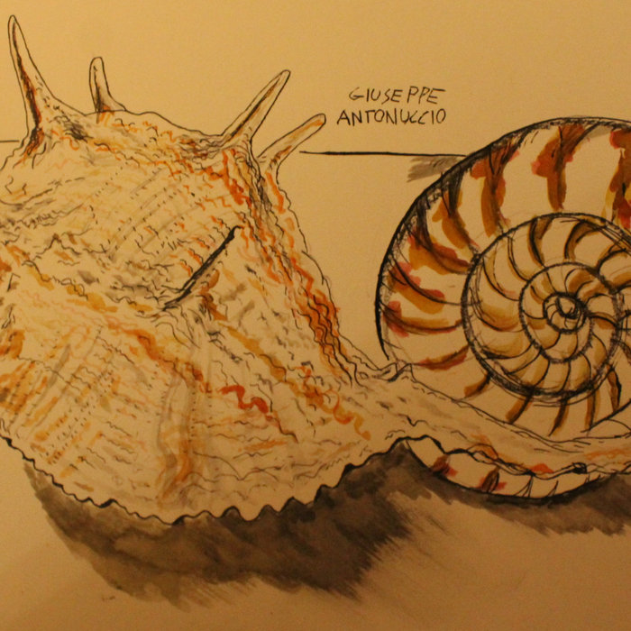 Metaneira Piovasco | Giuseppe Antonuccio ( Metauro Colossum)