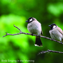 Listen to Birds Singing