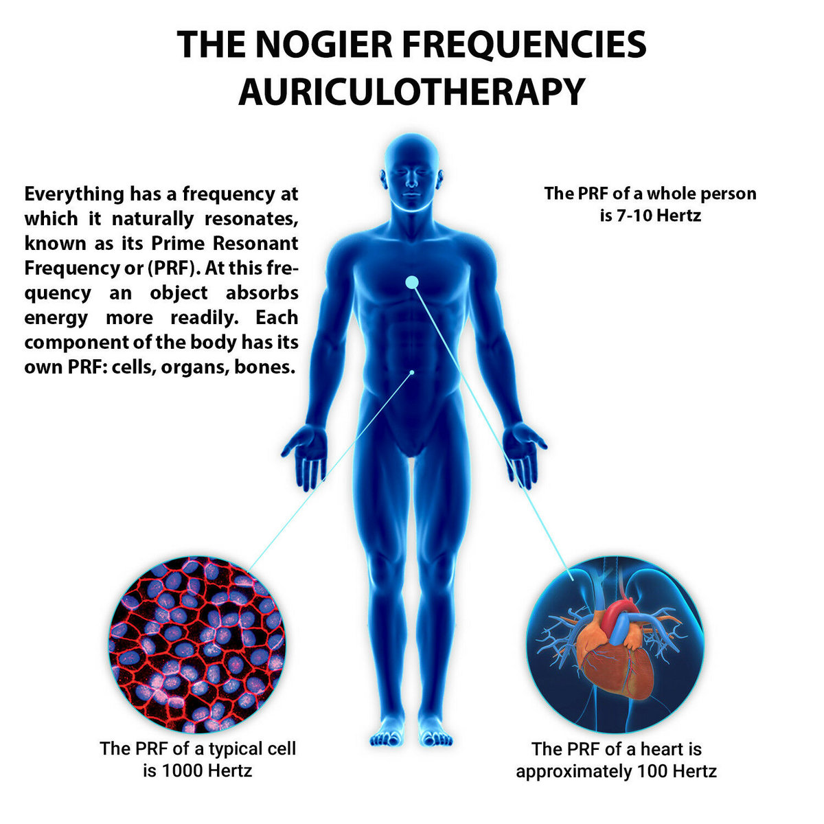 The Nogier Frequencies Auriculotherapy | Audio Industria