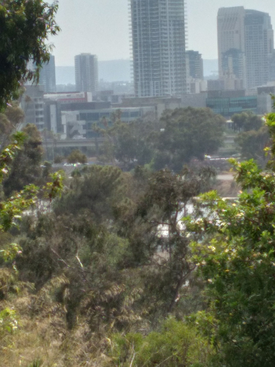 TREES THAT MOVE DANIEL DeGREE