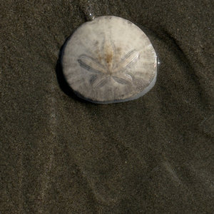 I - Outer Sunset cover