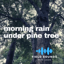Morning Rain Under Pine Tree | Track cover art