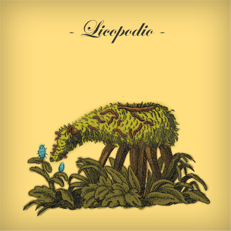 Licopodio | Licopodio