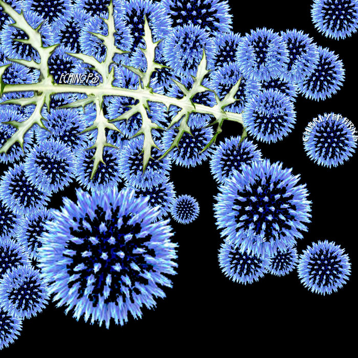 Echinops | CharlySparks