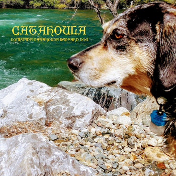 Louisiana Catahoula Leopard Dog