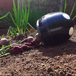 Pickled Beets: Part I