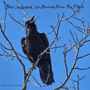 Jonathan Richman — Season 2 - Just A Spark On Journey From The Dark - Episodes 7 - 12