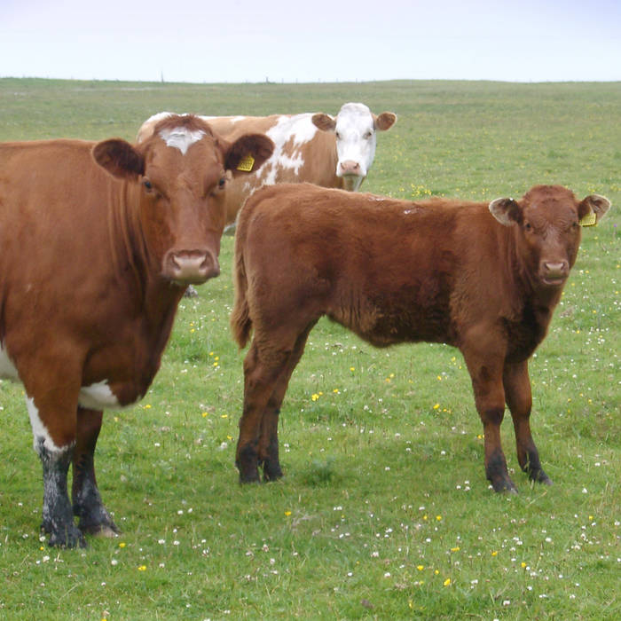 Transhumante | Crisopa