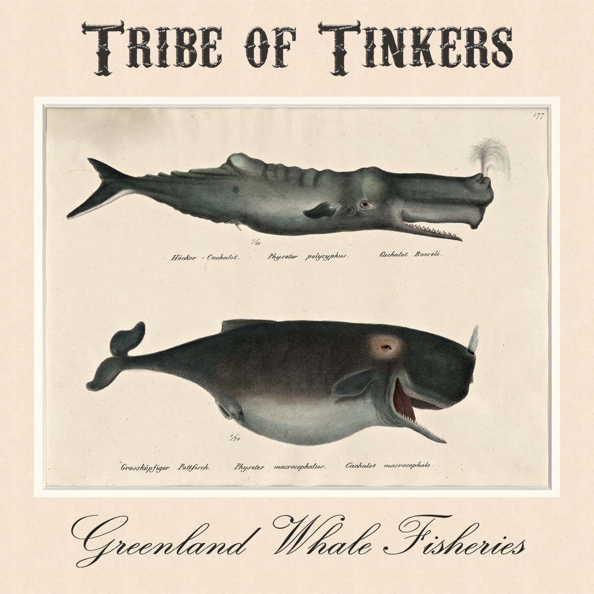 Greenland Whale Fisheries | Tribe Of Tinkers