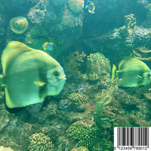 GOD CHAMPAGNE cover