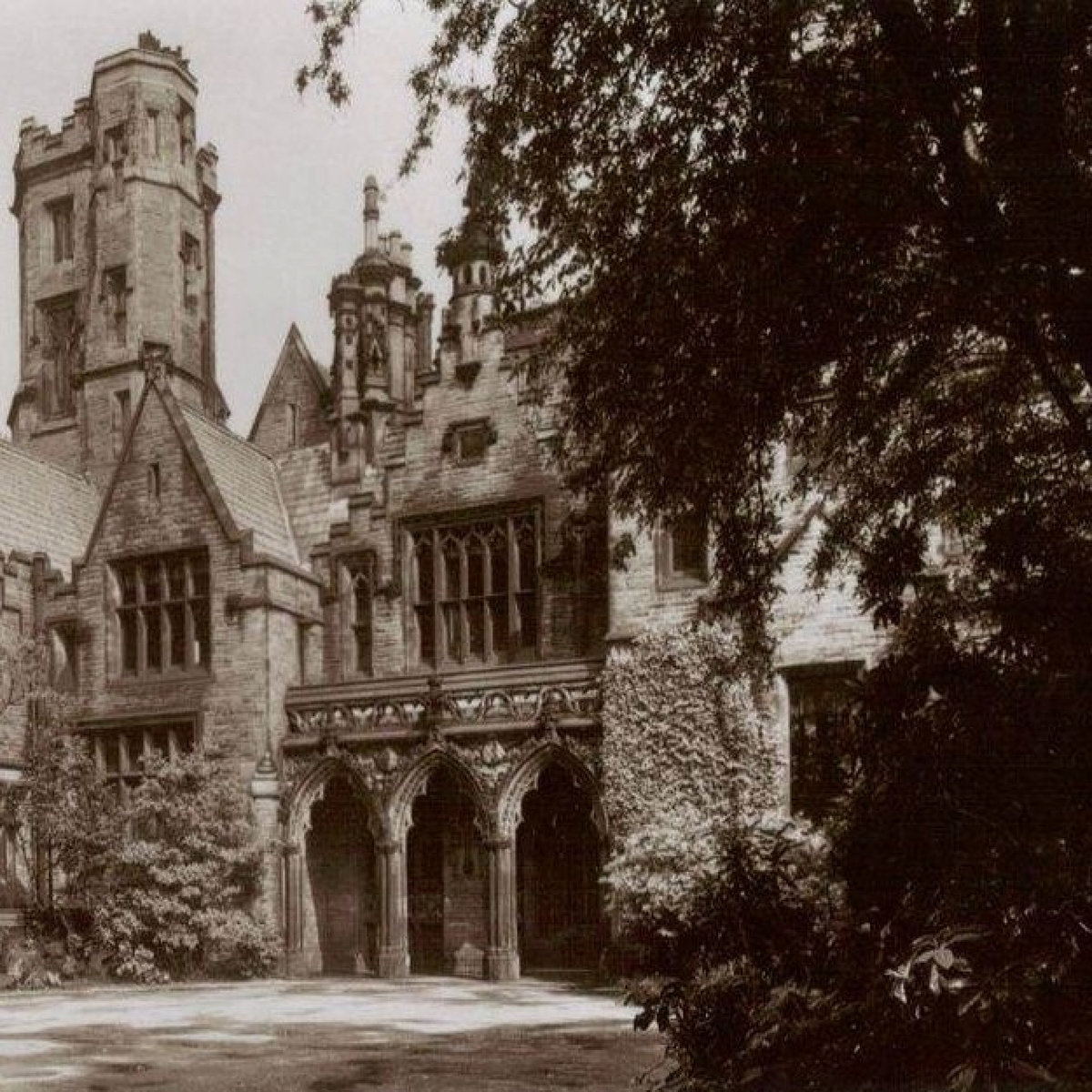 Manor Heath Jungle Experience Manor Heath Jungle Experience Sapling