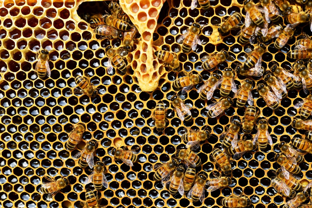 The Beehive cover art