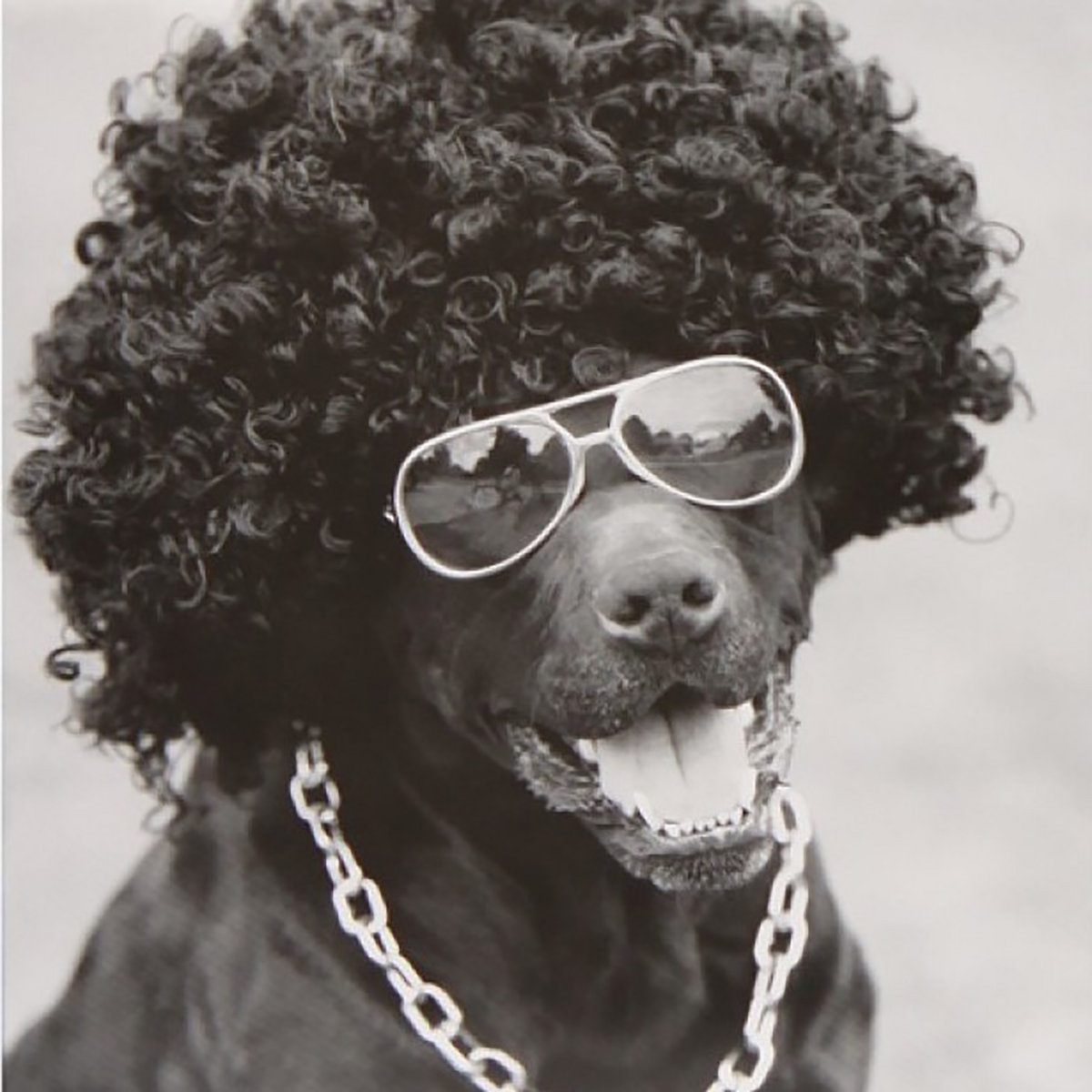 Disco Has Never Die Mother Funker Midoriiro