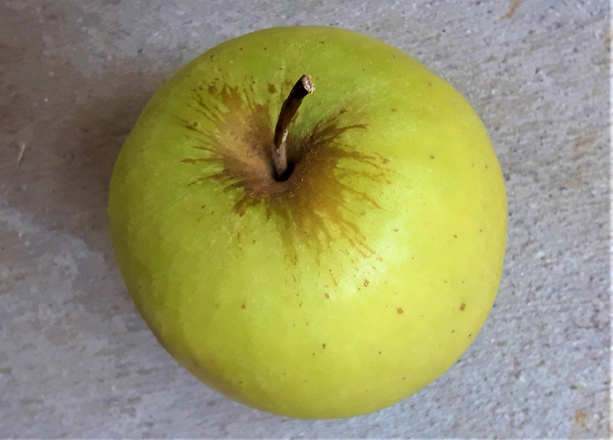 Magic Apple | AUXVOYAGER