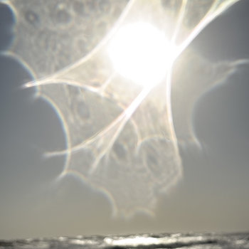 Albedo | Loci