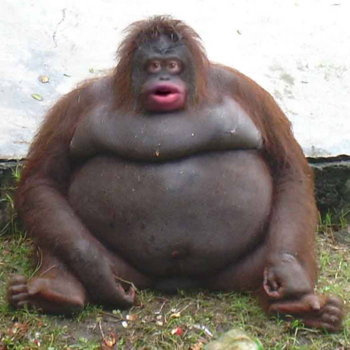 niggas, yeah niggas are good people, they good people, they just like you  and me, we gon make it us and them, yeah, niggas are all right in my book |  Blacks