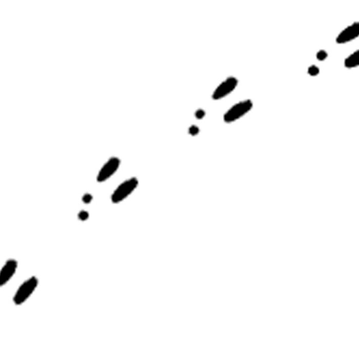 Rabbit Tracks | Steven Baranyai