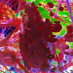 BRAIN.wav cover
