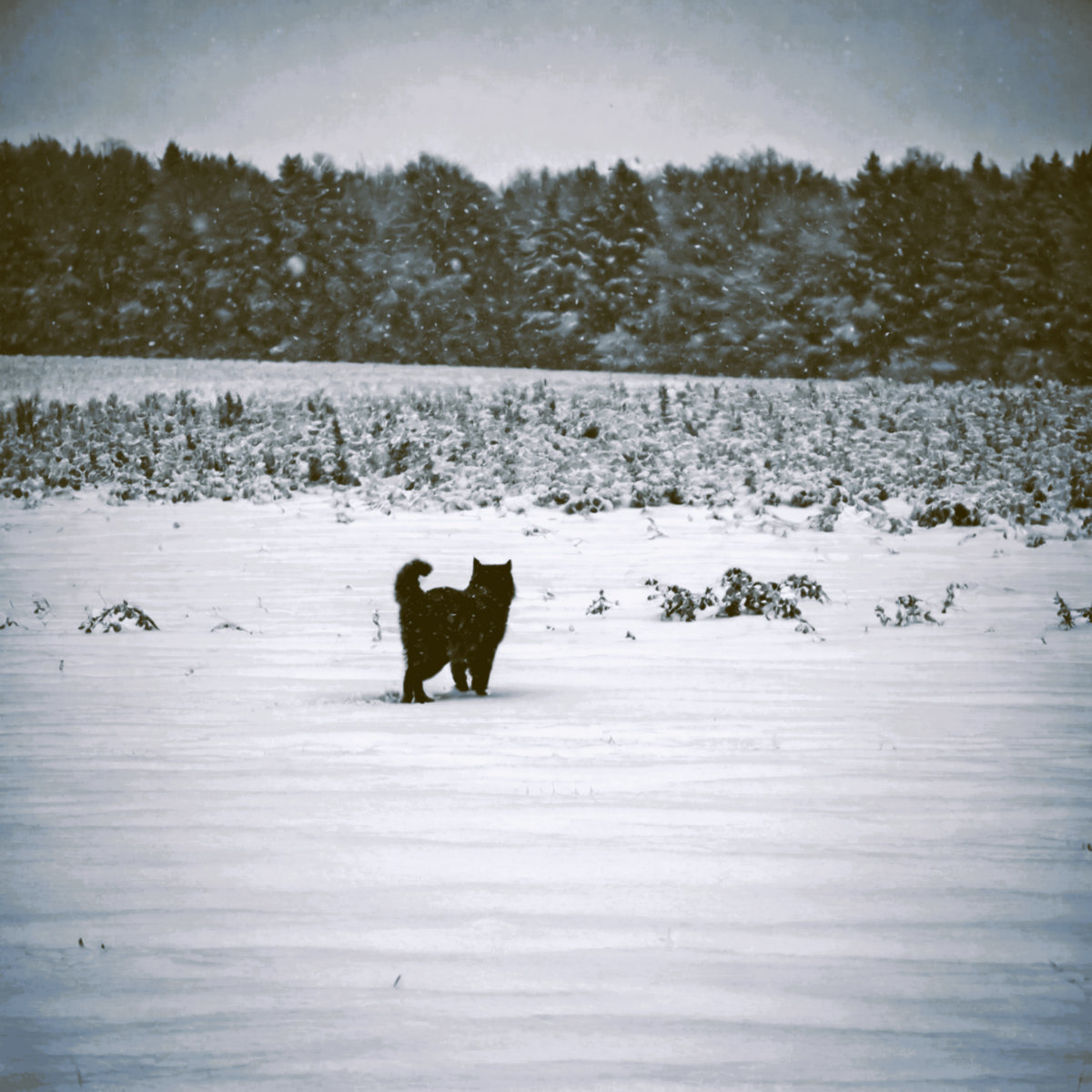 Cold Despair | The Ginger Twins