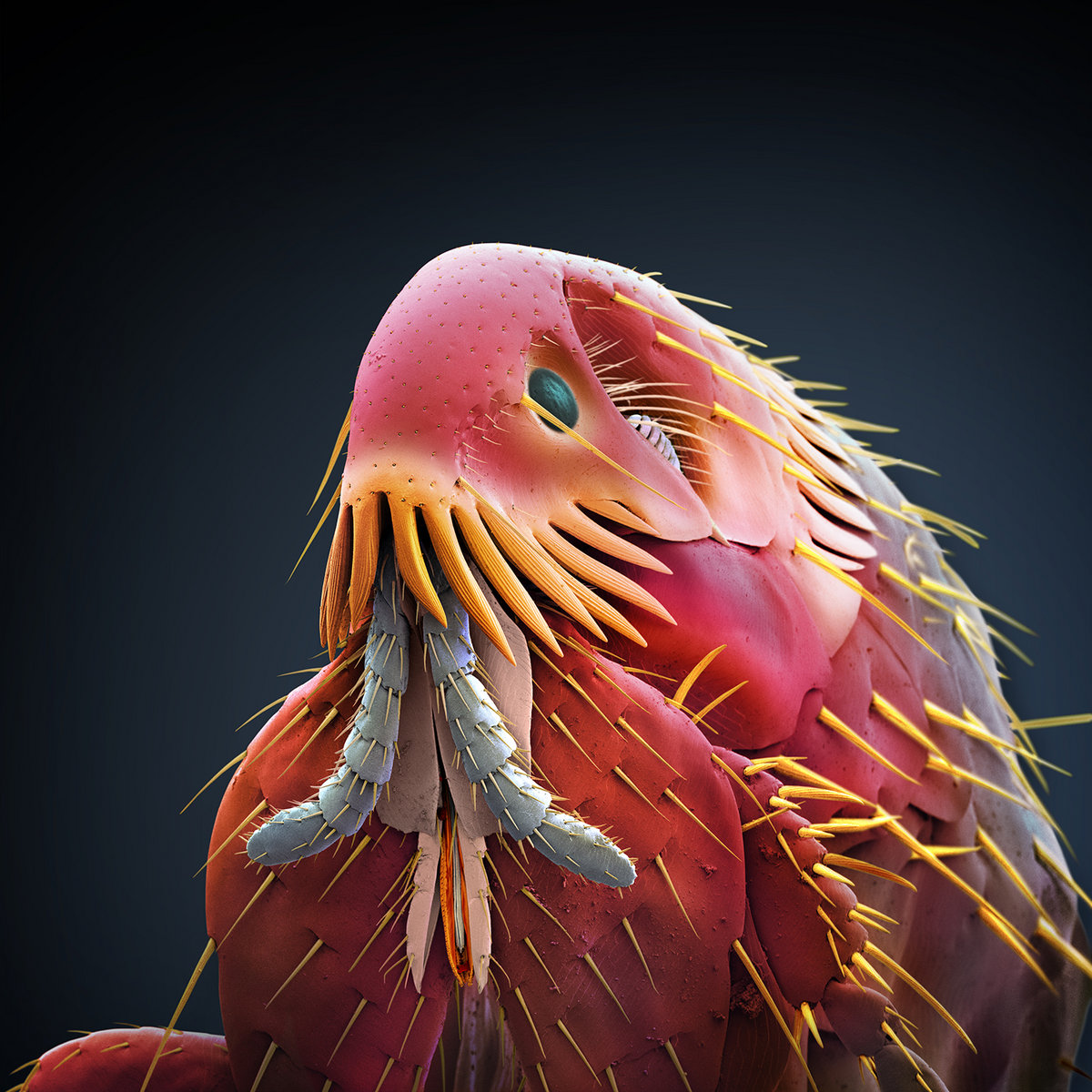 Clearly Invisible Oh Sees Osees Clearly Invisible Oh Sees Osees