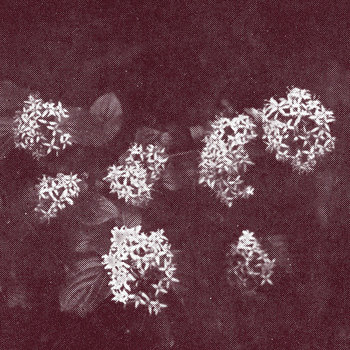 Music | the humble bee